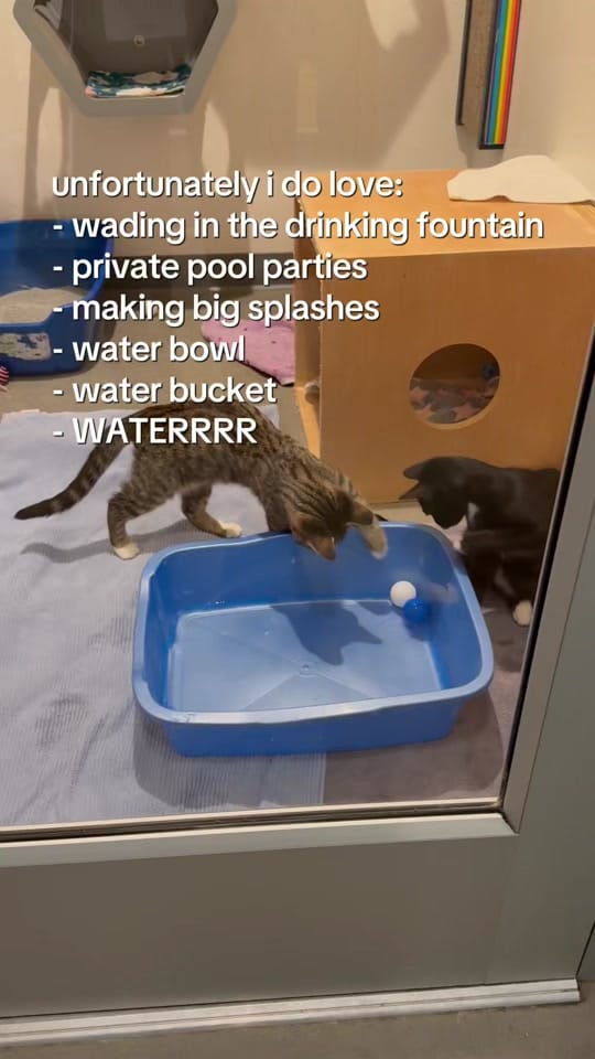 Post 9 by Cat Town on TikTok (video)