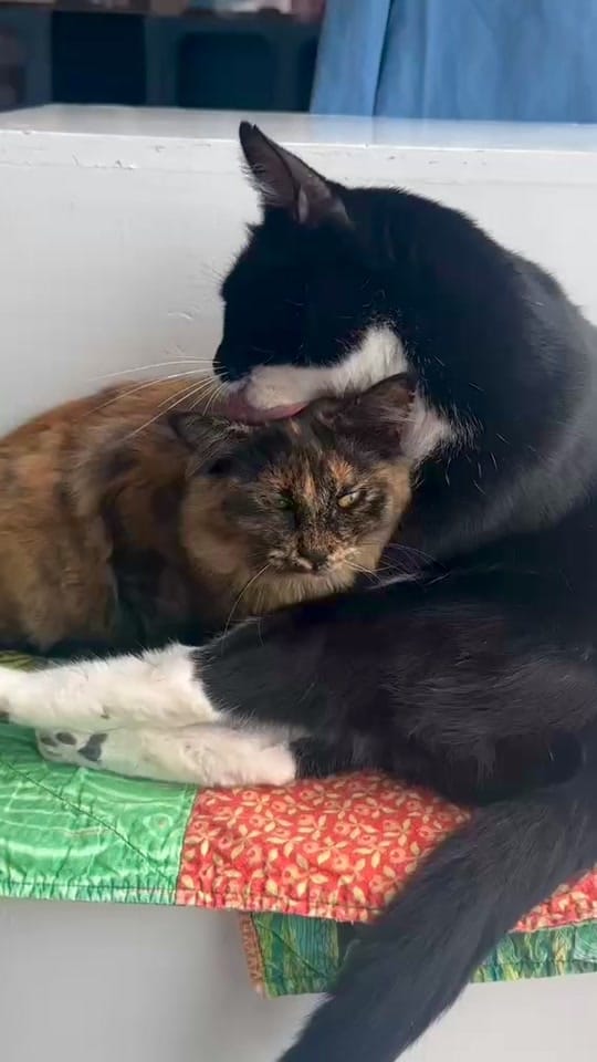 Post 2 by Cat Town on TikTok (video)