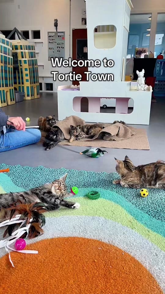 Post 4 by Cat Town on TikTok (video)