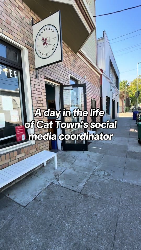 Post 3 by Cat Town on TikTok (video)