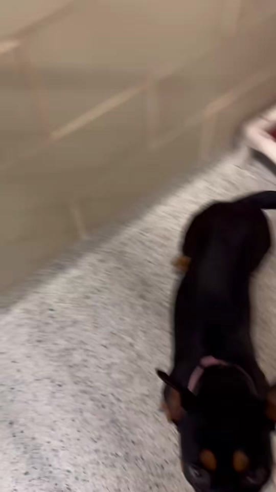 Post 2 by Operation Kindness on TikTok (video)
