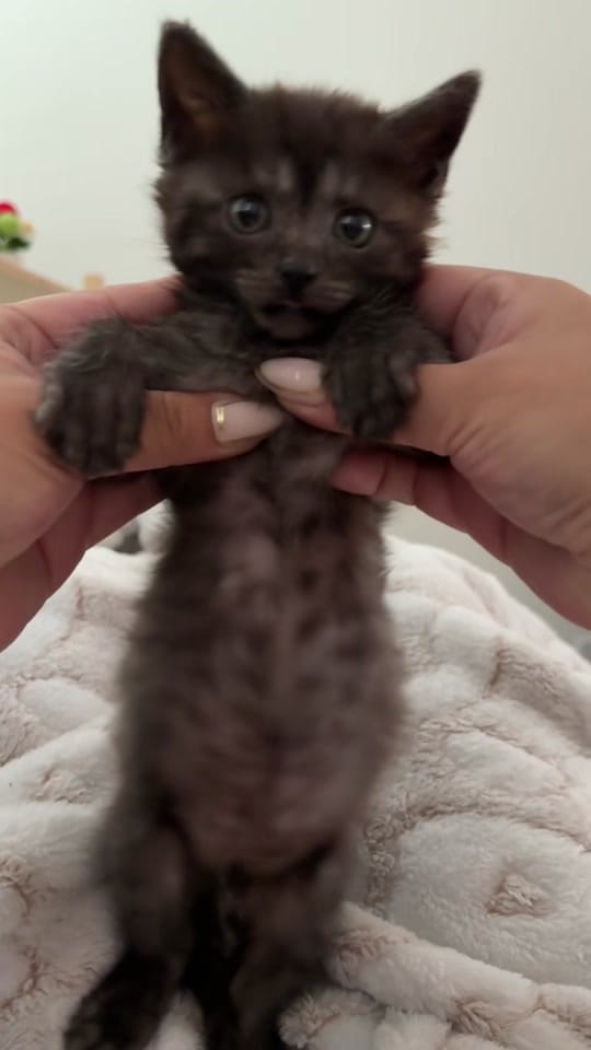 Post 9 by Operation Kindness on TikTok (video)