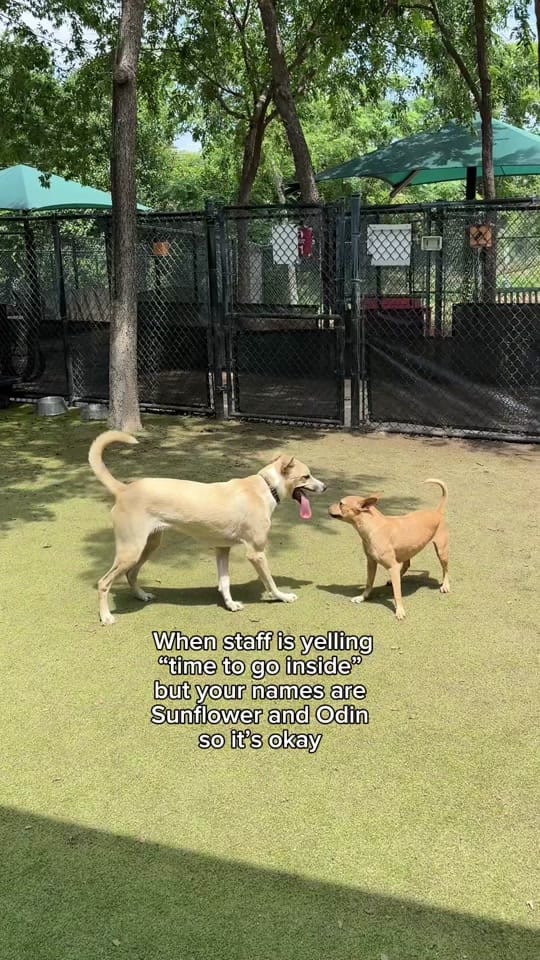 Post 4 by Operation Kindness on TikTok (video)