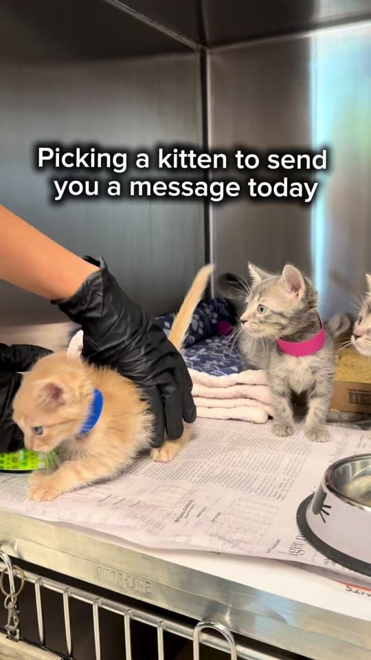 Post 5 by Operation Kindness on TikTok (video)