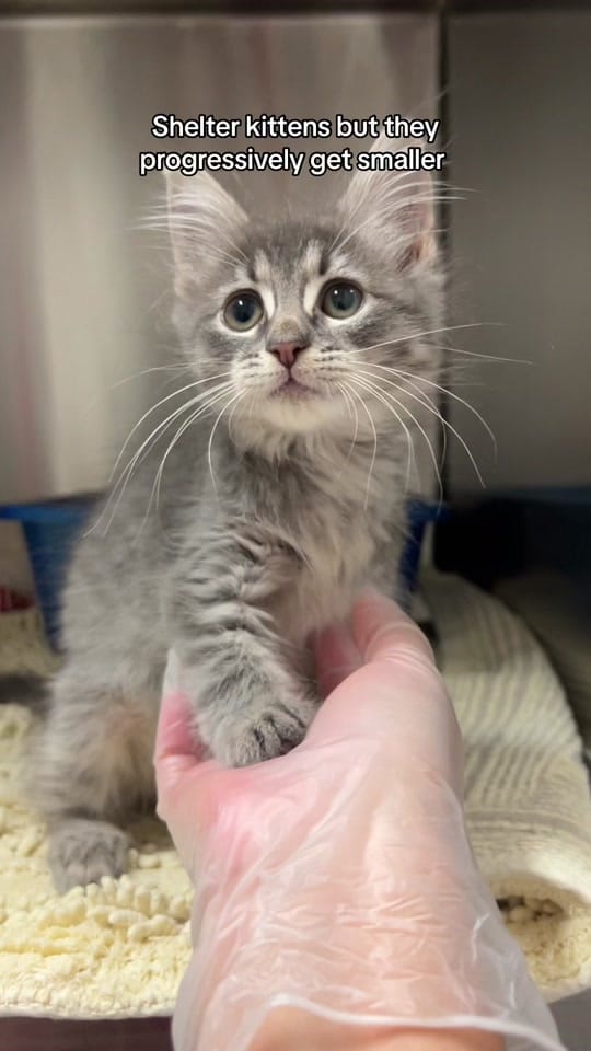 Post 10 by Operation Kindness on TikTok (video)