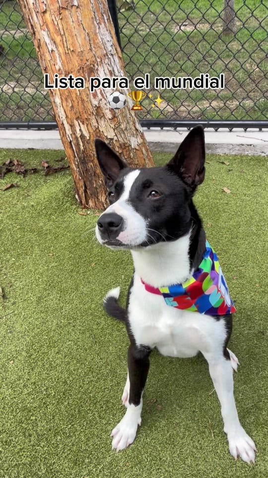 Post 1 by Operation Kindness on TikTok (video)