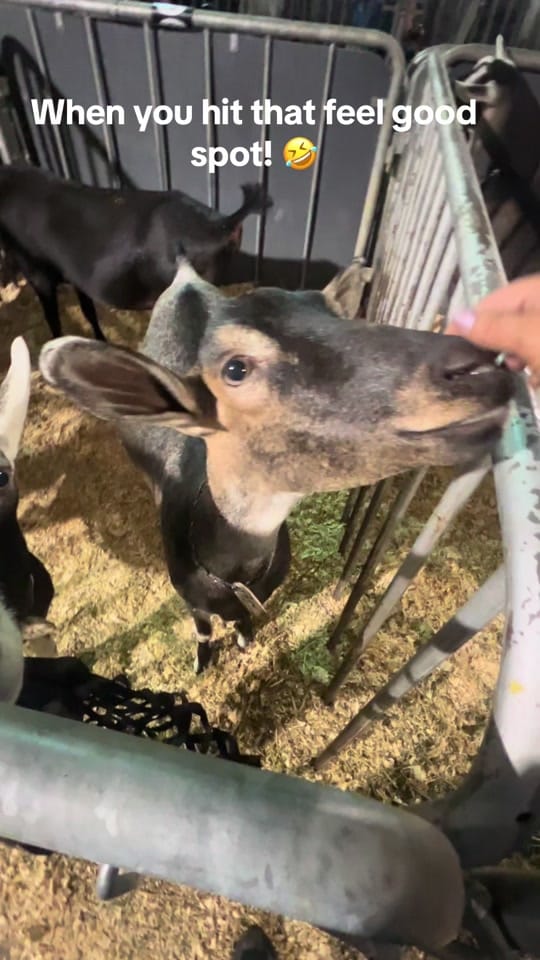Post 2 by Roberta P on TikTok (video)