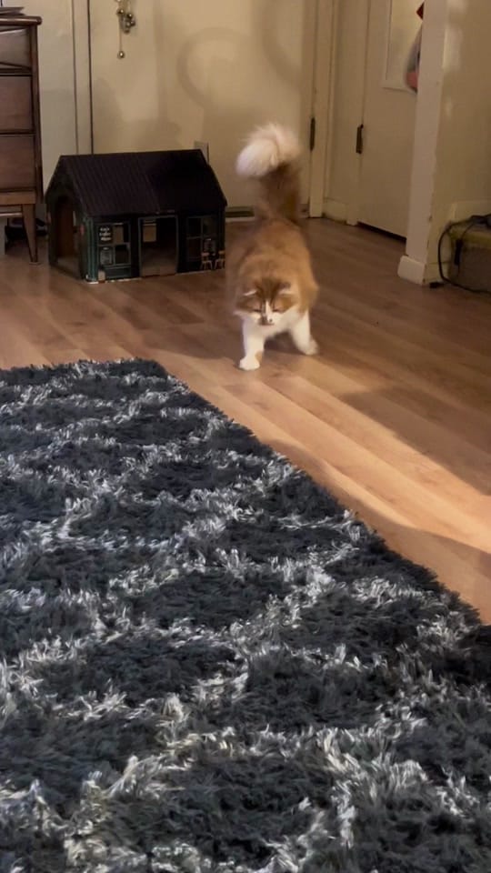 Post 9 by Roberta P on TikTok (video)