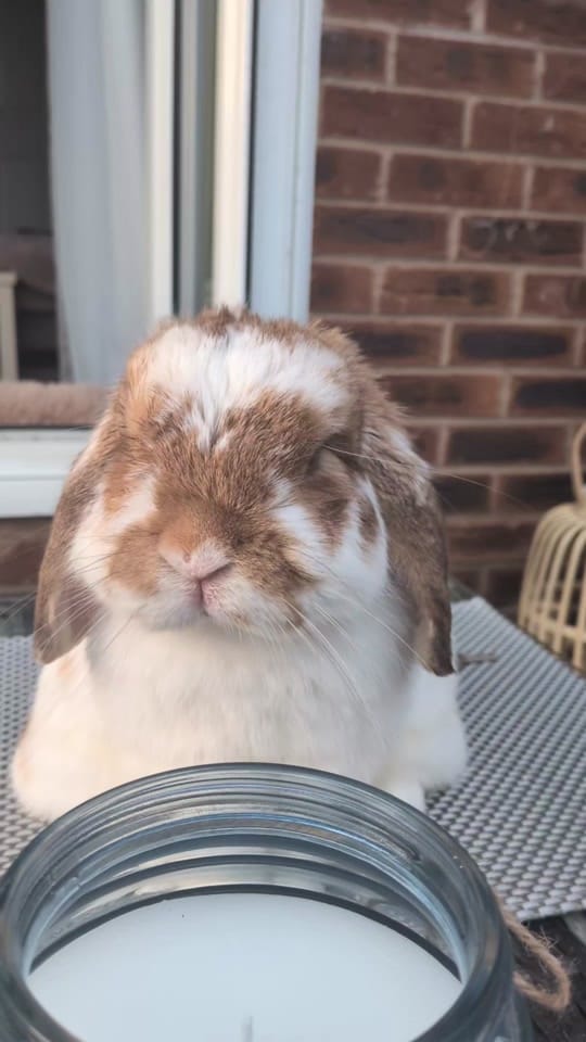 Post 3 by Jodie Wood on TikTok (video)