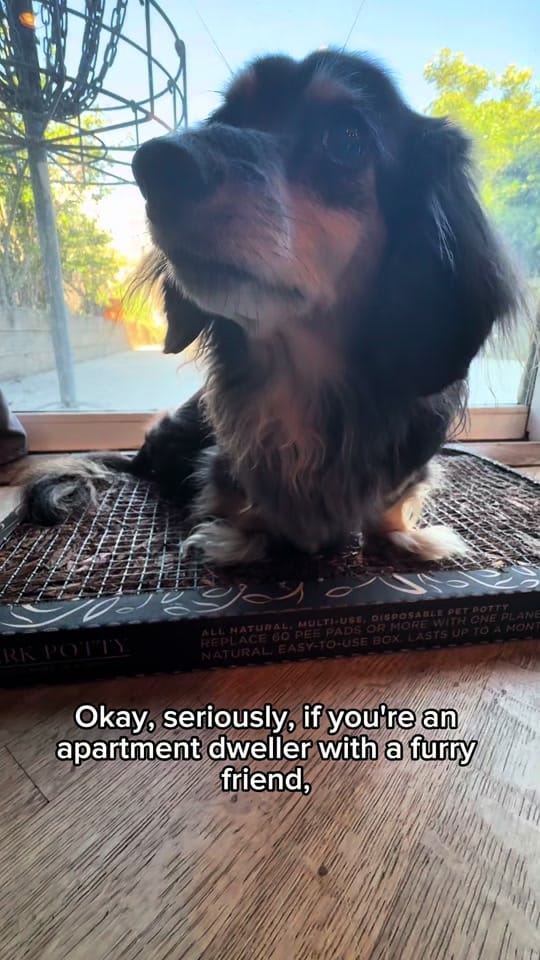 Post 7 by Wally on TikTok (video)