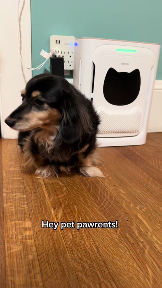 Post 2 by Wally on TikTok (video)