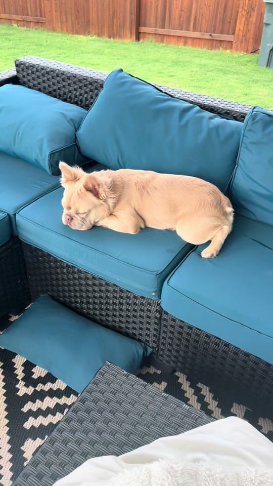Post 6 by DogTrainerUsa on TikTok (video)