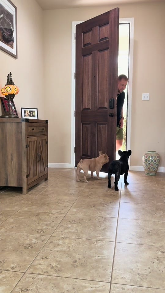 Post 7 by DogTrainerUsa on TikTok (video)