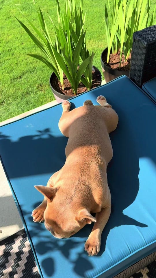 Post 5 by DogTrainerUsa on TikTok (video)