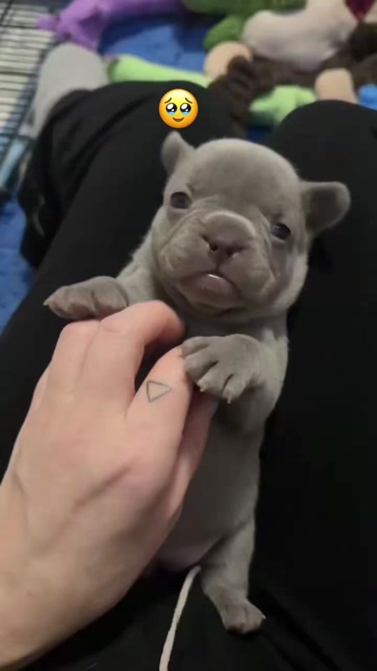 Post 5 by Jaz Jensen on TikTok (video)