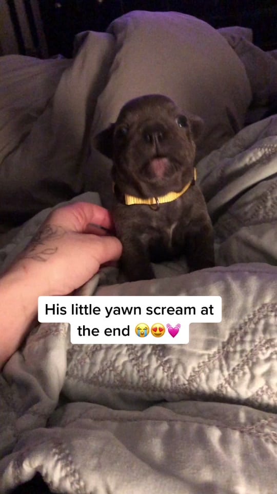 Post 10 by Jaz Jensen on TikTok (video)