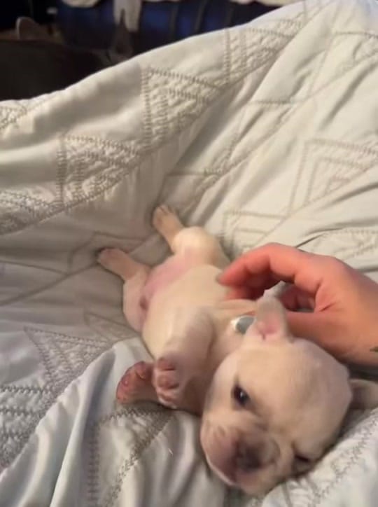 Post 6 by Jaz Jensen on TikTok (video)