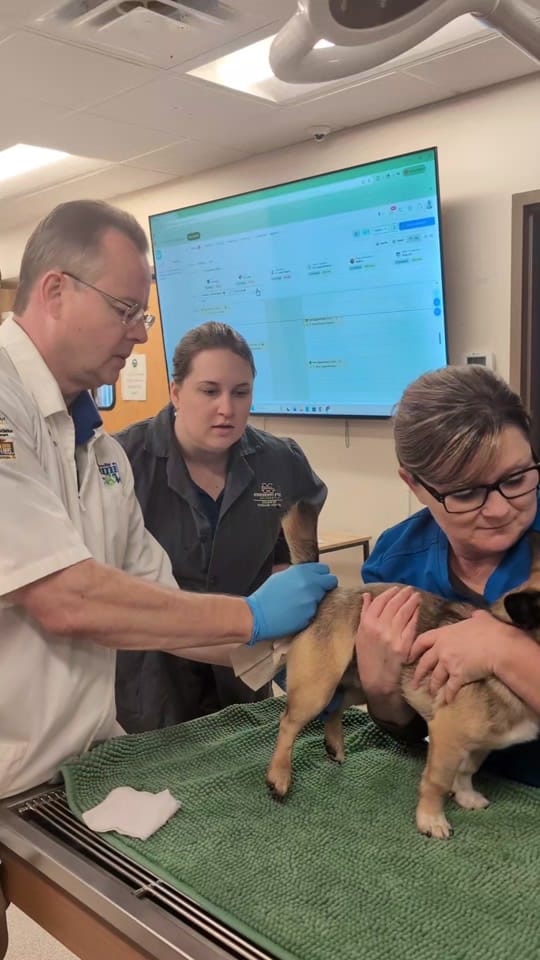 Post 2 by Danville Family Vet on TikTok (video)