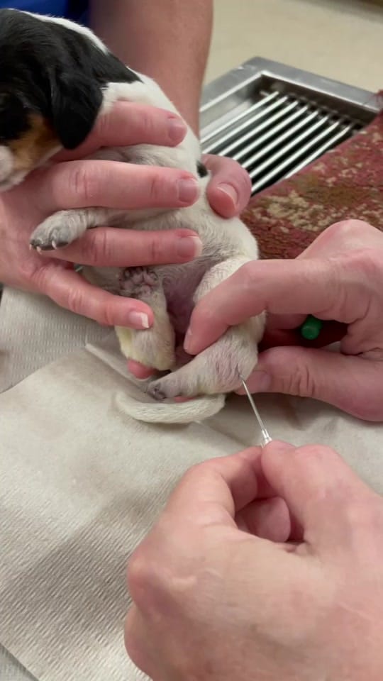 Post 9 by Danville Family Vet on TikTok (video)