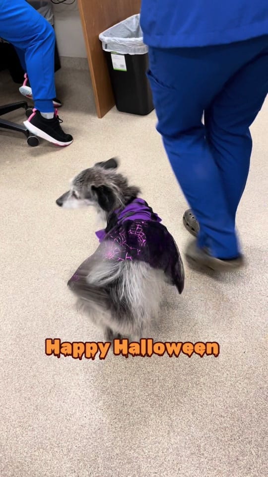 Post 5 by Danville Family Vet on TikTok (video)