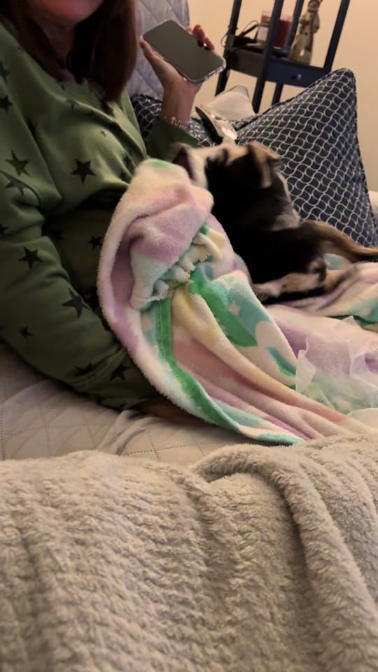 Post 3 by Danville Family Vet on TikTok (video)