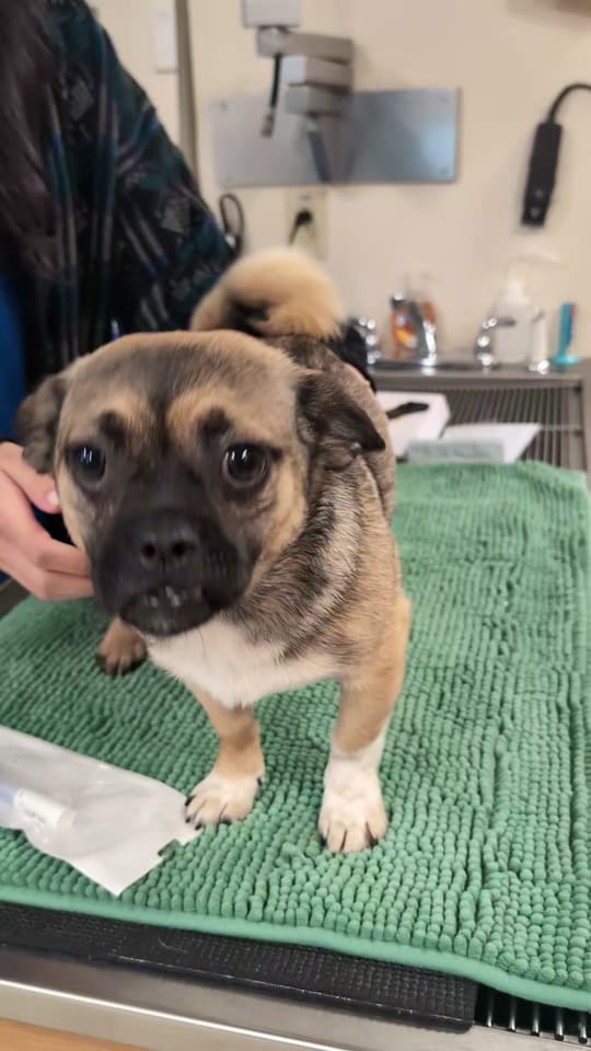 Post 1 by Danville Family Vet on TikTok (video)