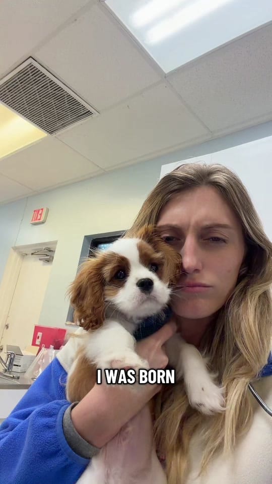 Post 6 by dr.daisyd on TikTok (video)