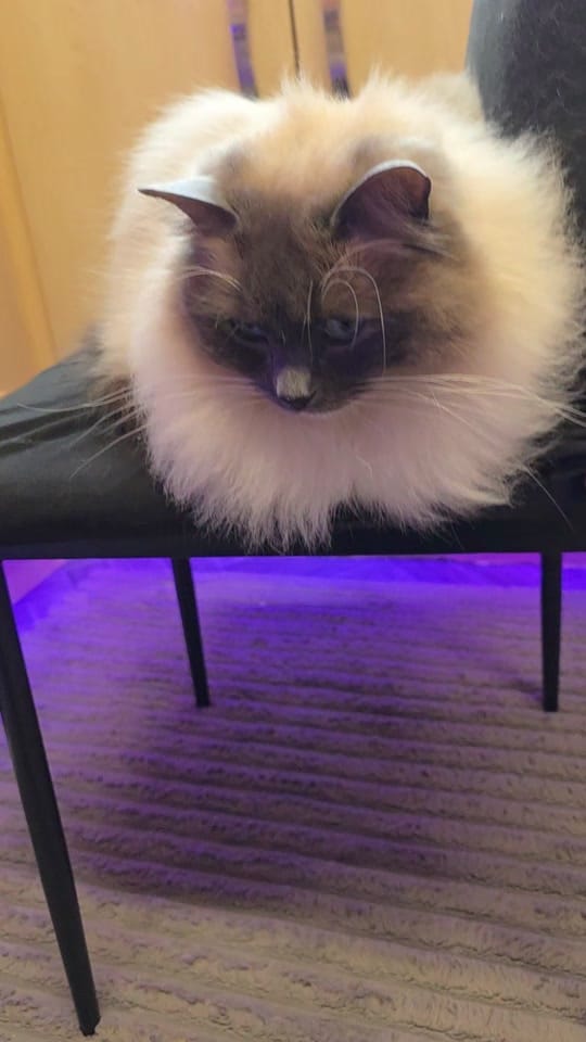 Post 2 by Ursula Messner on TikTok (video)