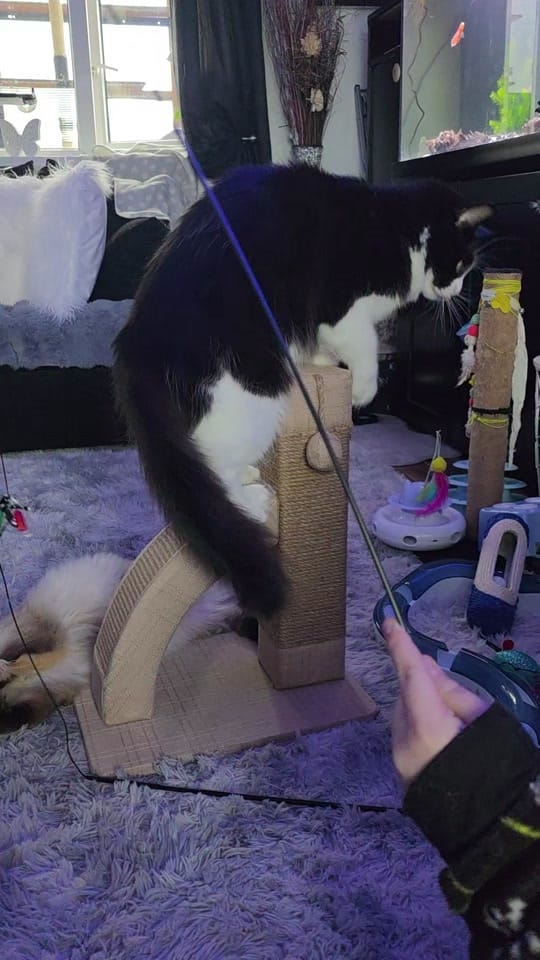 Post 5 by Ursula Messner on TikTok (video)