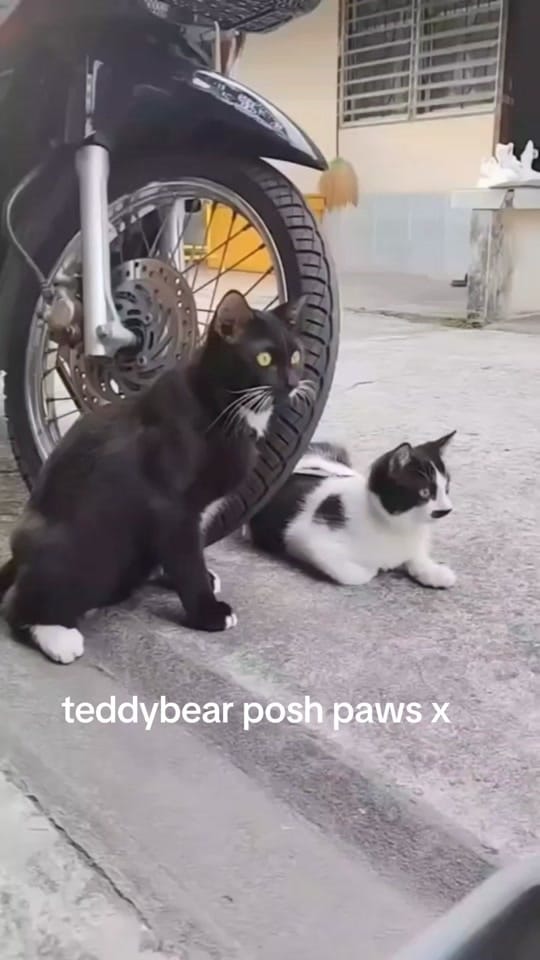 Post 7 by Ursula Messner on TikTok (video)