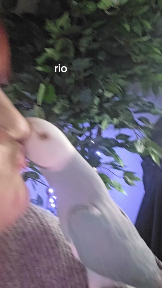 Post 10 by Ursula Messner on TikTok (video)