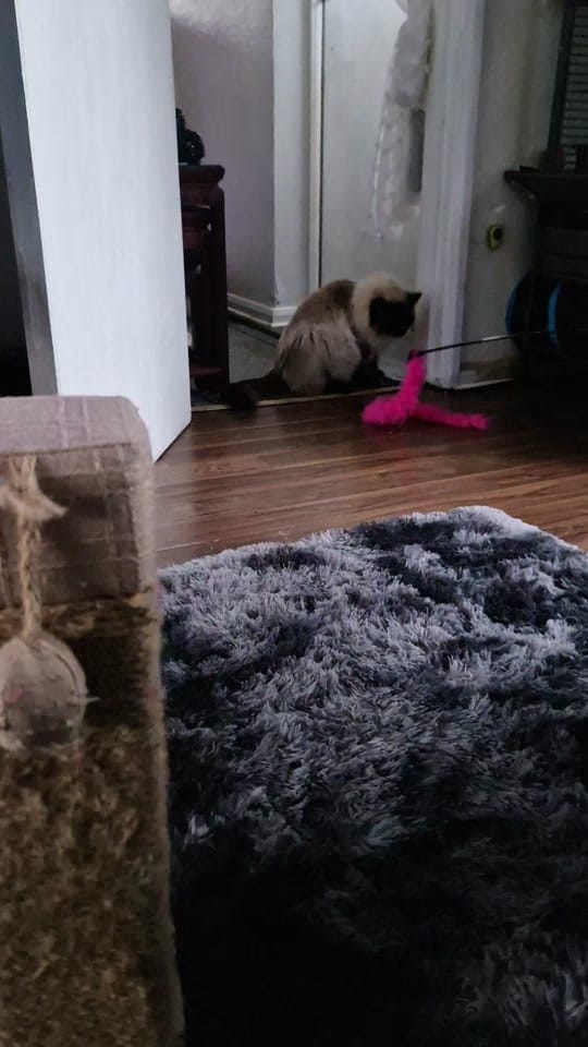 Post 4 by Ursula Messner on TikTok (video)