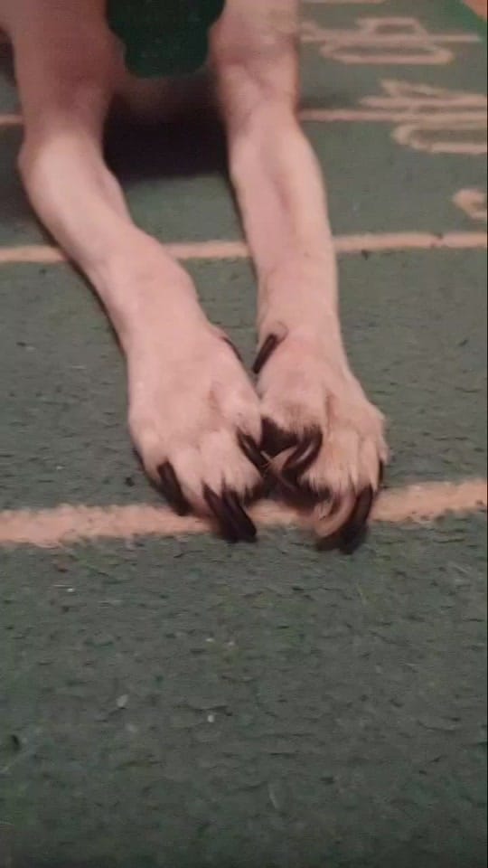 Post 6 by Max the Chihuahua on TikTok (video)