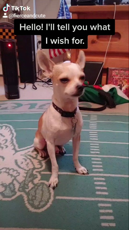 Post 9 by Max the Chihuahua on TikTok (video)