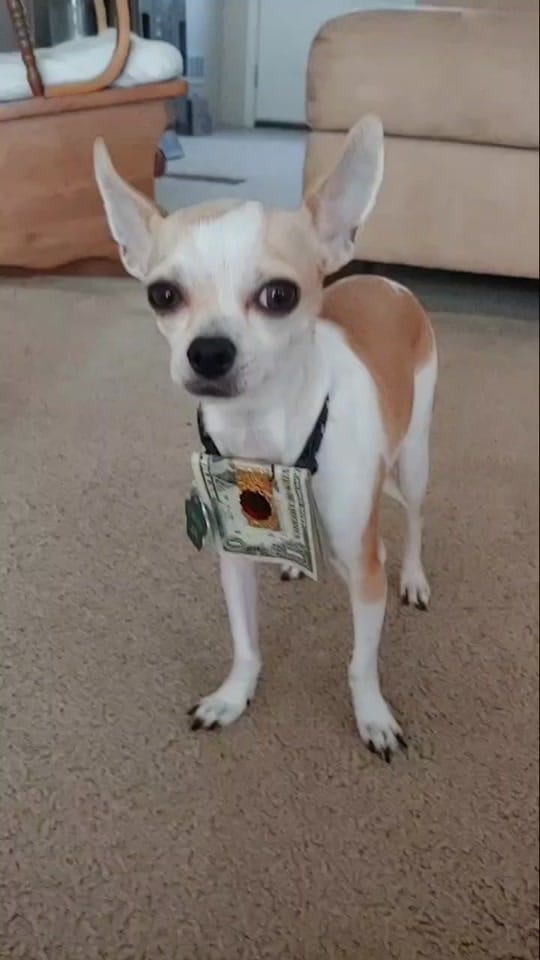 Post 5 by Max the Chihuahua on TikTok (video)