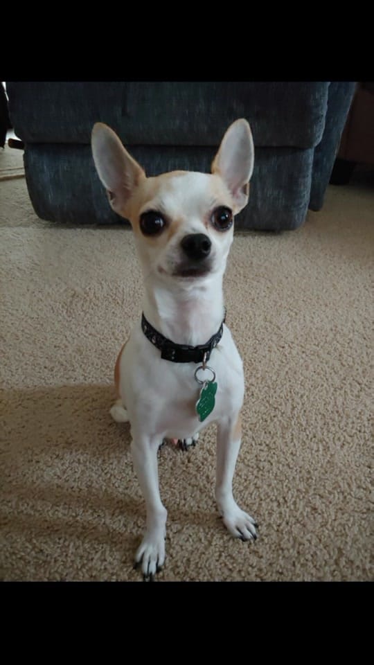Post 1 by Max the Chihuahua on TikTok (video)
