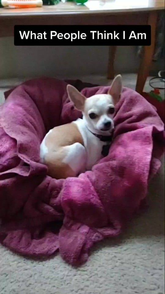 Post 2 by Max the Chihuahua on TikTok (video)