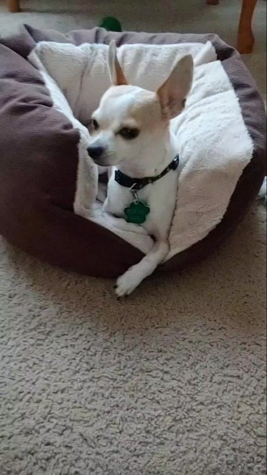 Post 4 by Max the Chihuahua on TikTok (video)