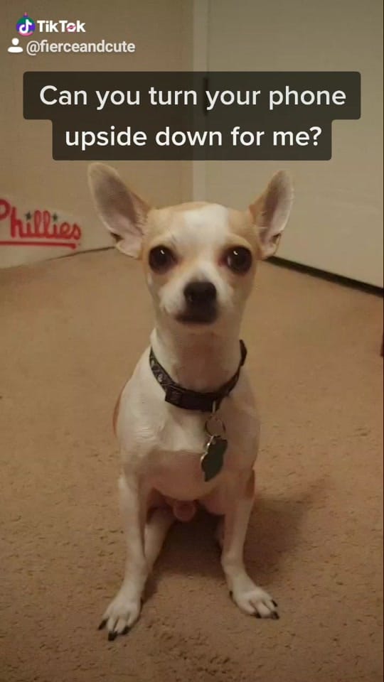 Post 10 by Max the Chihuahua on TikTok (video)