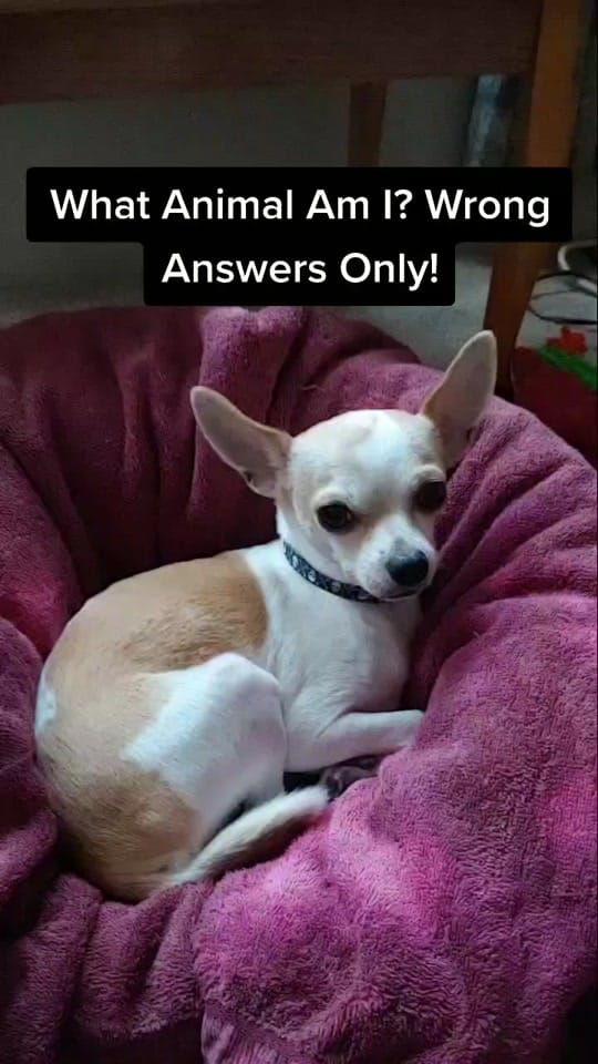 Post 3 by Max the Chihuahua on TikTok (video)