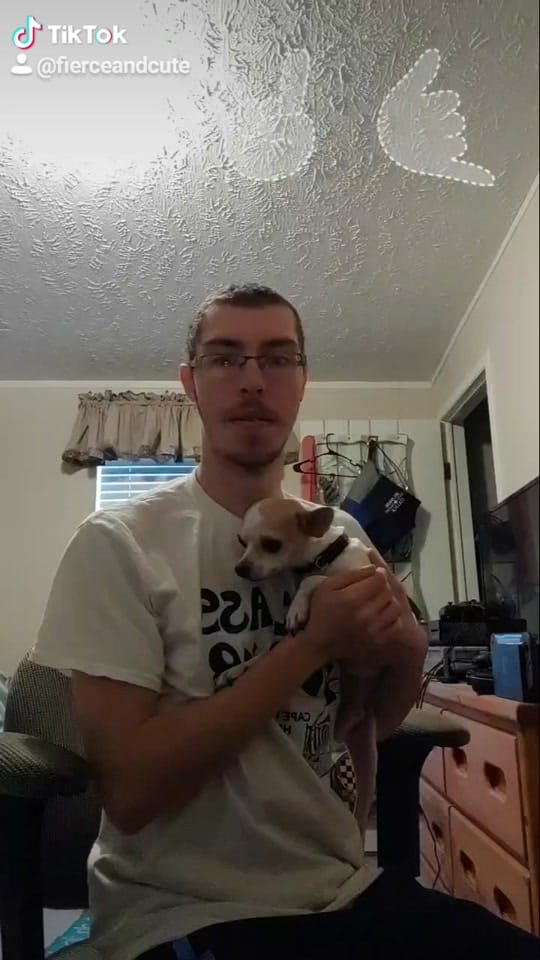 Post 8 by Max the Chihuahua on TikTok (video)