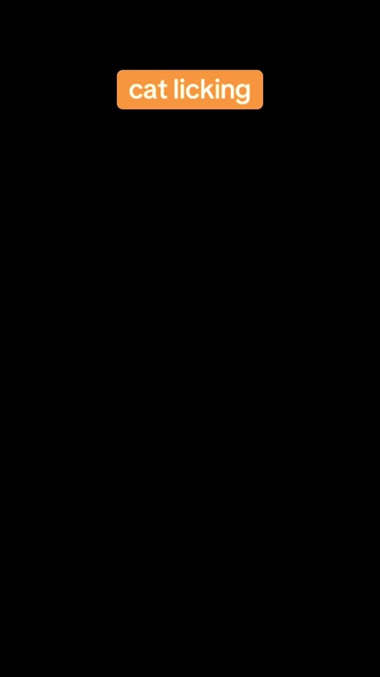 Post 2 by PETTIME.US on TikTok (video)
