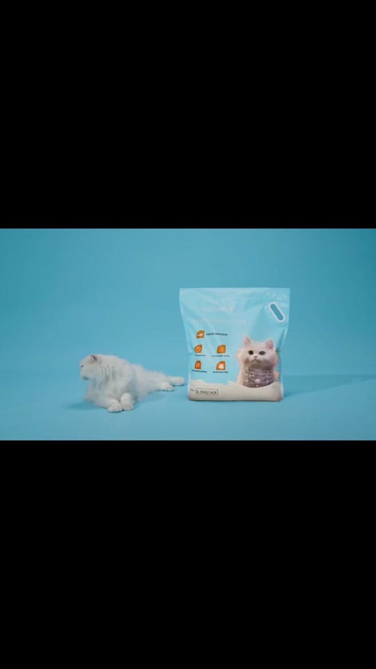 Post 9 by PETTIME.US on TikTok (video)