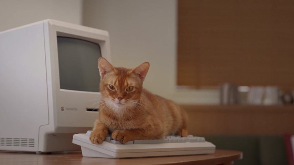 Post 8 by PETTIME.US on TikTok (video)