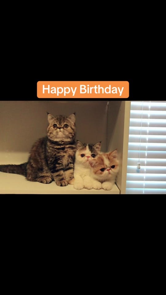 Post 5 by PETTIME.US on TikTok (video)