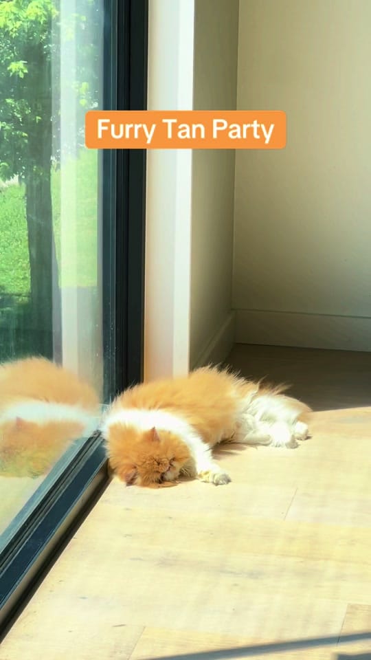Post 7 by PETTIME.US on TikTok (video)