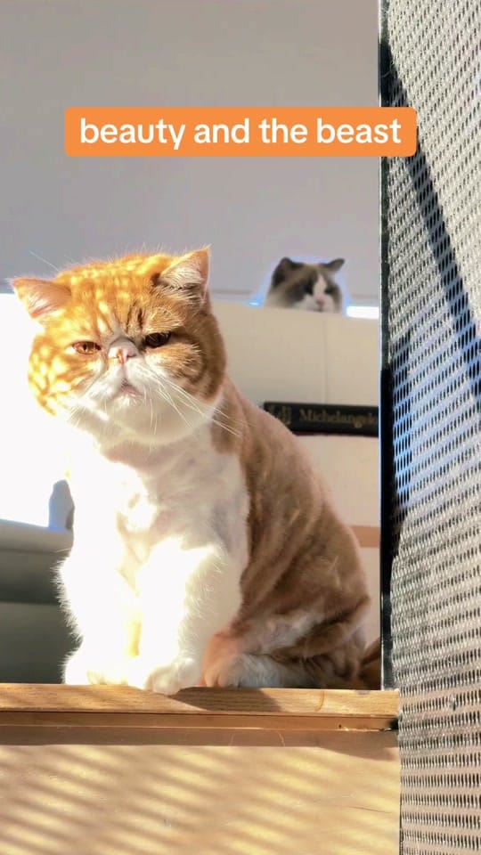Post 6 by PETTIME.US on TikTok (video)