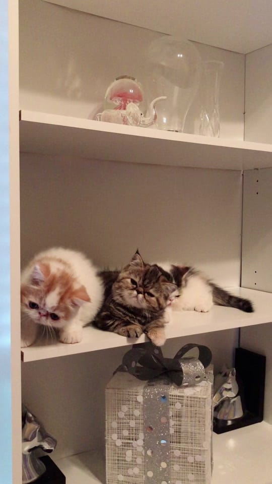 Post 4 by PETTIME.US on TikTok (video)