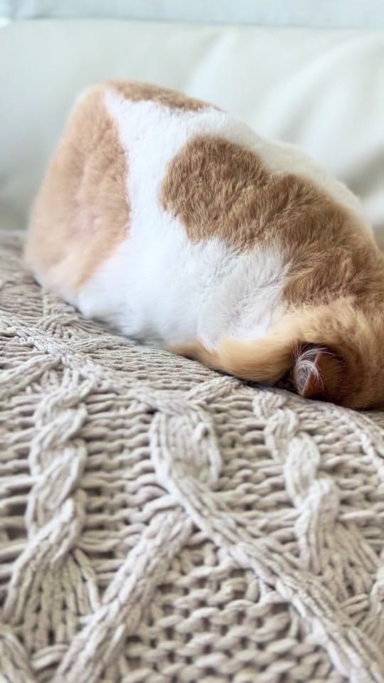 Post 1 by PETTIME.US on TikTok (video)