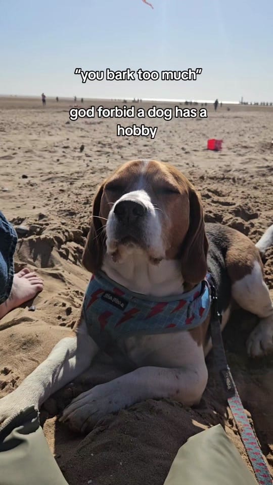 Post 9 by Milo🐶 on TikTok (video)